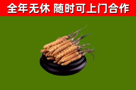 福州回收冬虫夏草